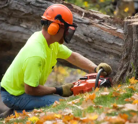 tree services Ventnor City